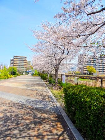 線路沿いの桜並木①