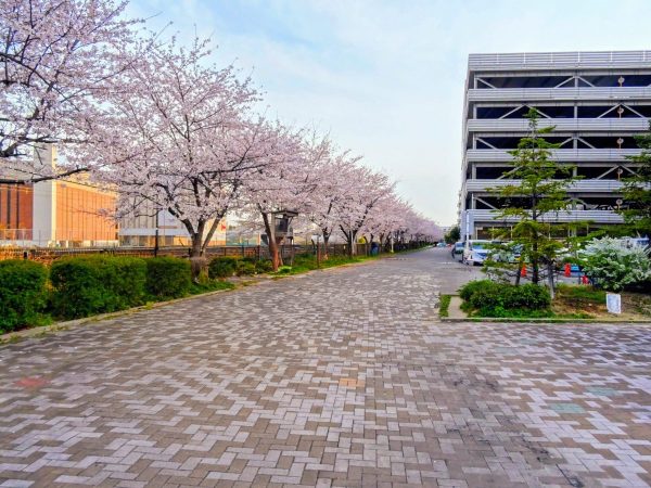 線路沿いの桜並木②