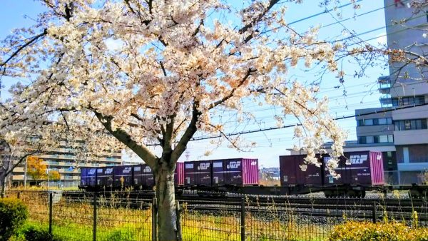 線路沿いの桜並木④