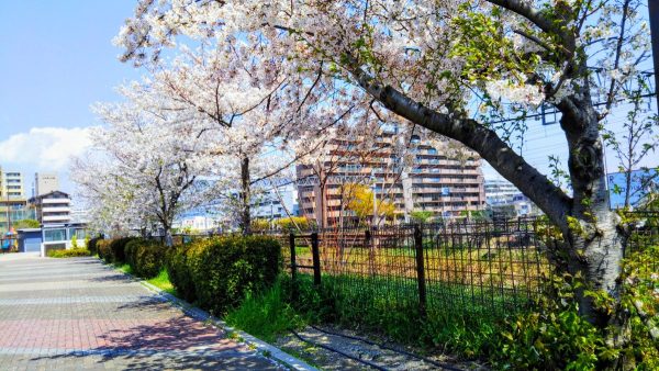 線路沿いの桜並木⑤