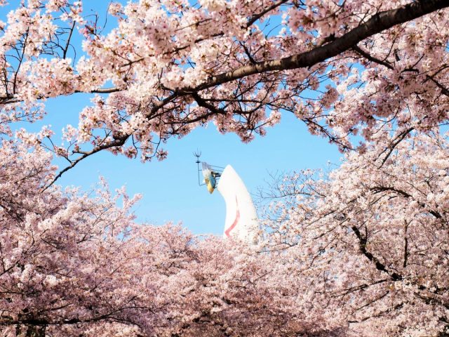 【吹田市】春の万博でお花見三昧！「SAKURA EXPO 2026」が4月5日（日）まで開催中