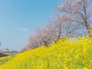 【柏市】ジモト風景 〜桜と菜の花、春色が重なる散歩道。「大堀川の桜並木」〜