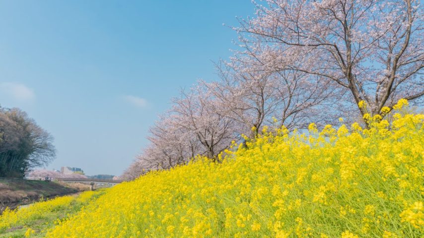 【柏市】ジモト風景 〜桜と菜の花、春色が重なる散歩道。「大堀川の桜並木」〜