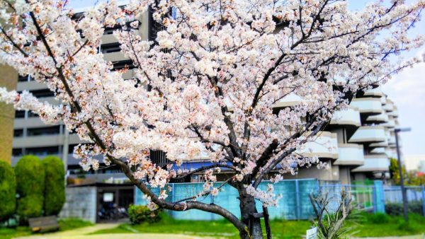 松ヶ本公園の大きな桜