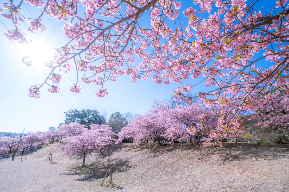 【柏市】ジモト風景 〜早咲きの河津桜が満開。「松ヶ崎城跡のサクジロー」〜
