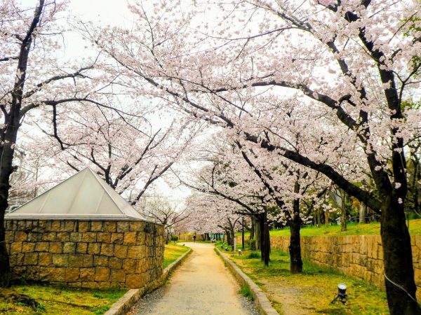 神社横の桜並木①