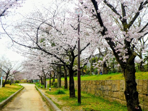神社横の桜並木②