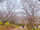 【豊中市】千里中央公園の桜、今どんな感じ？エリアごとの開花状況を見てきました（2026年3月末）