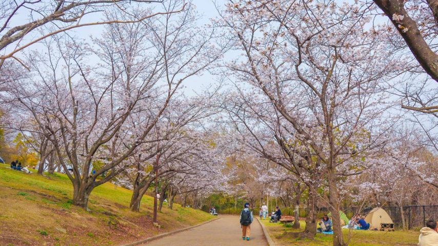 【豊中市】千里中央公園の桜、今どんな感じ？エリアごとの開花状況を見てきました（2026年3月末）