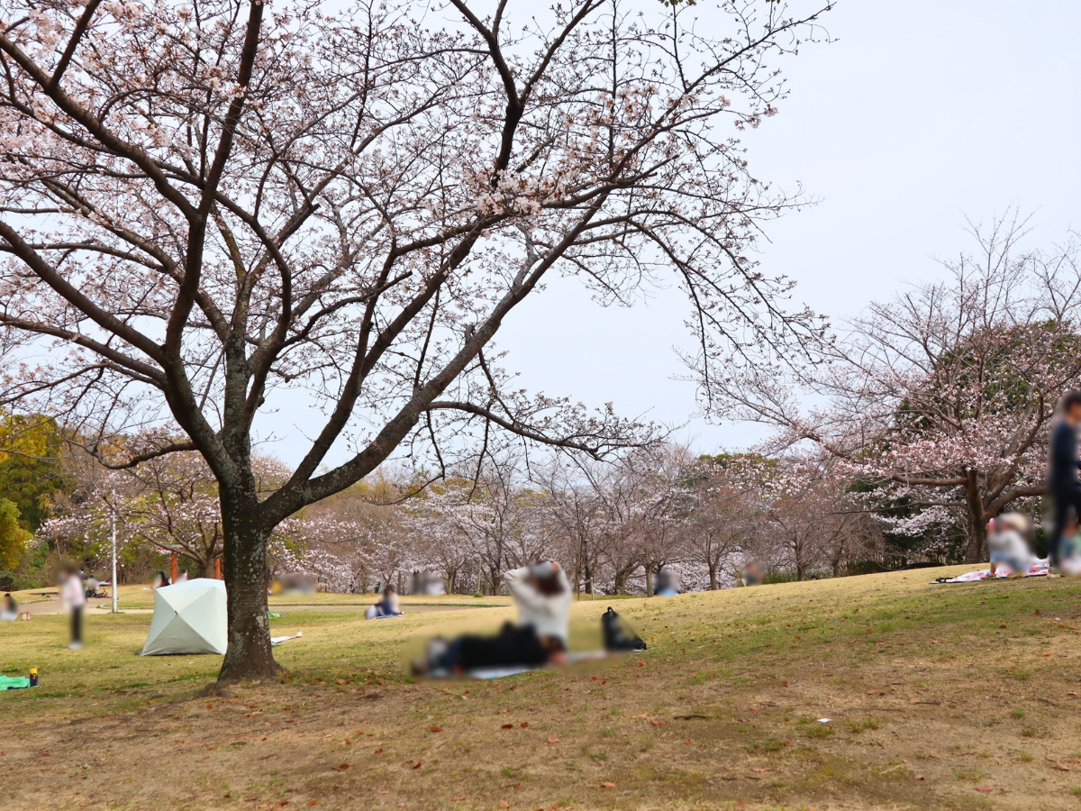 この日はまだ咲き始めで、南広場よりも人は少なめ。のんびりお花見を楽しめる雰囲気でした。