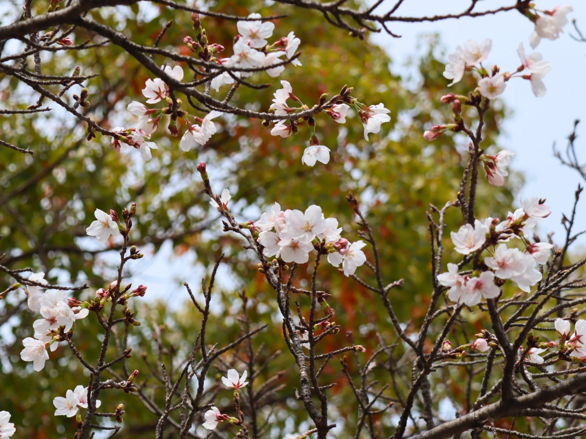 つぼみも多く、まだ咲き始めの状態。これからの開花に期待です。