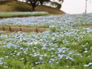【泉ケ丘】ハーベストの丘で15000本のネモフィラが見ごろを迎えます！