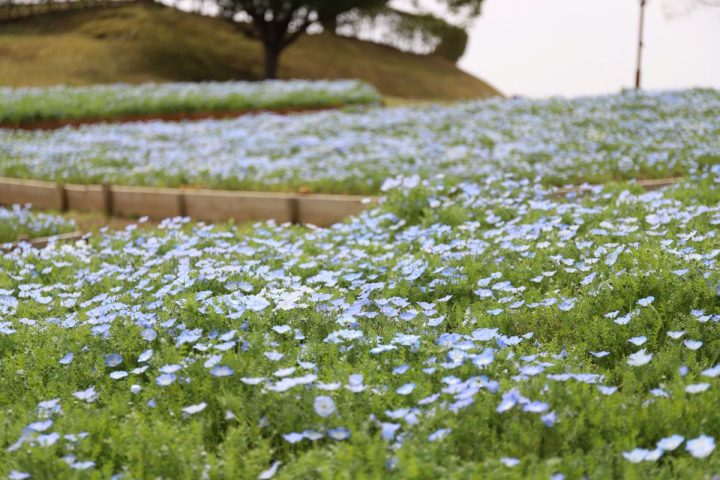 【泉ケ丘】ハーベストの丘で15000本のネモフィラが見ごろを迎えます！