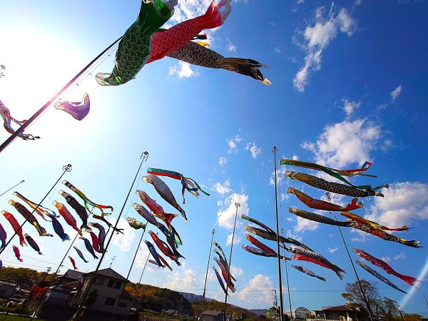 ダイナミックに泳ぐこいのぼり