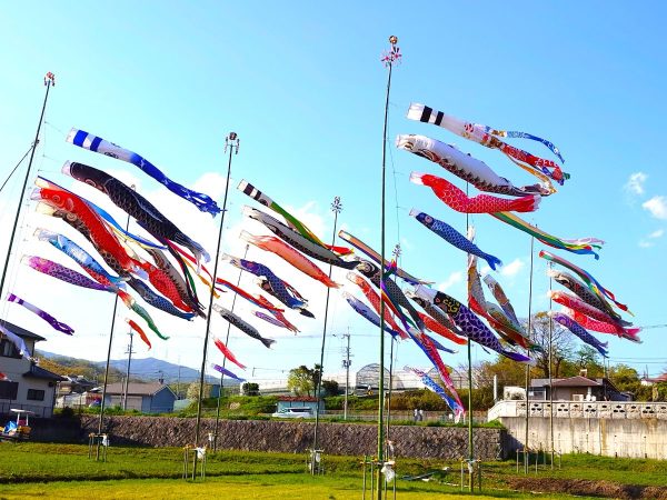 田んぼの空を泳ぐこいのぼり