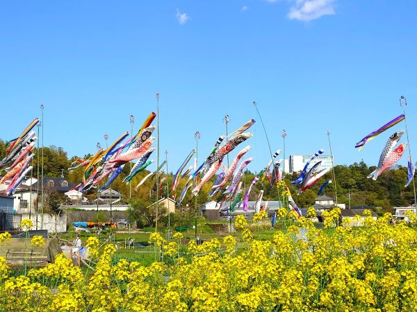 菜の花とこいのぼり