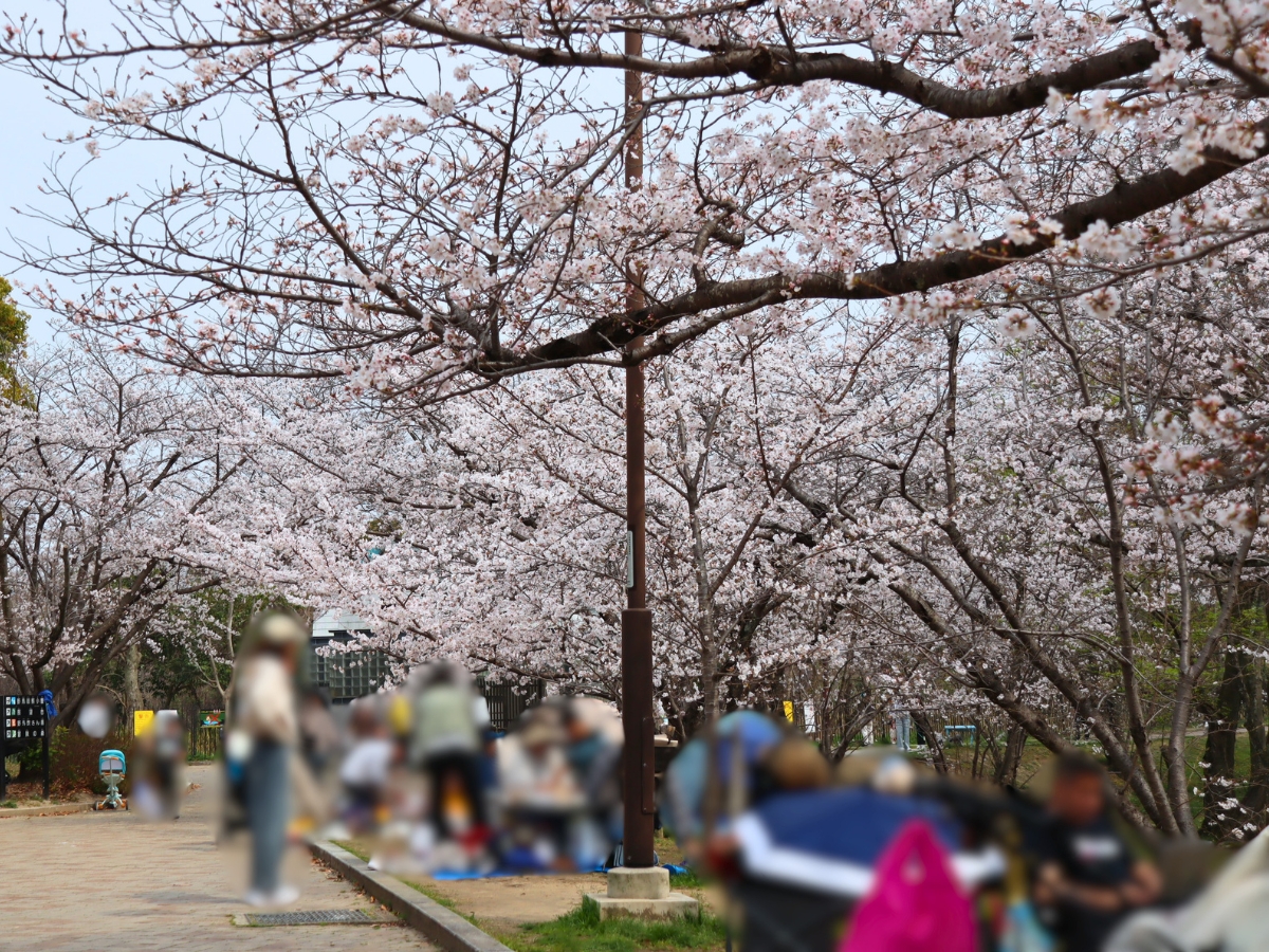 3月29日の南広場の様子。お花見を楽しむ人でにぎわっていました。