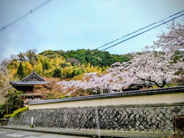【北摂】速報！北摂の桜、今どんな感じ？ジモトミンが捉えた各地の最新フォトまとめ