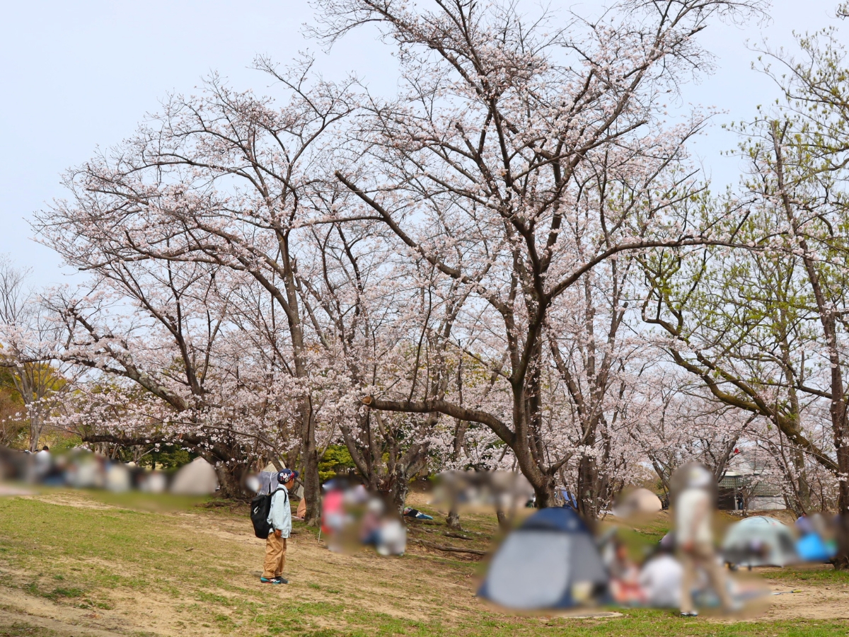 南広場（体育館側）は、レジャーシートやテントを広げる人でいっぱい。お花見を楽しむにぎやかな雰囲気でした。