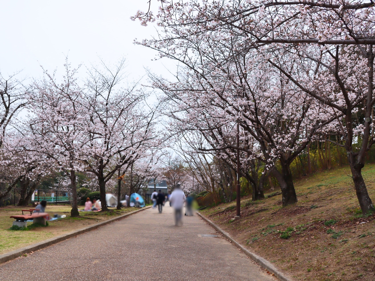 桜を眺めながら歩ける通路。場所によって雰囲気が異なり、春を感じられる気持ちいい道です。
