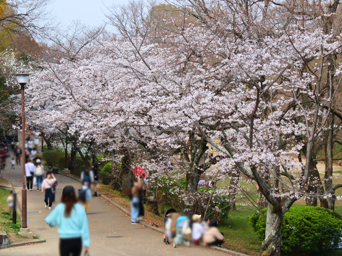 同じ通路でも場所によって雰囲気が異なり、お花見を楽しむ人の姿も多く見られました