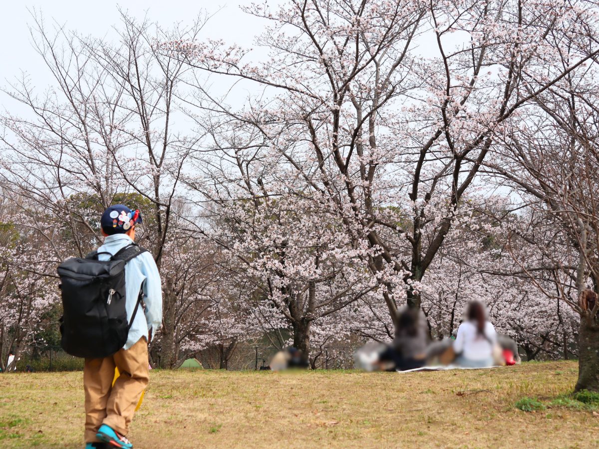 通路を抜けると、ゆるやかな丘が広がる「桜の丘」へ。