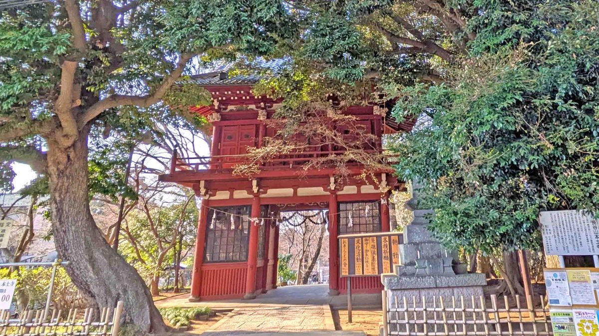 【松戸市】5/10(日) 地元特産ブランド「あじさいねぎ」が魅力！「第二回あじさいねぎまつり」開催！