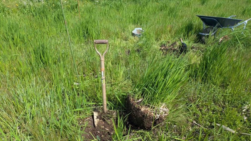 【流山市】マコモ株分け参加レポ ＆ 4/25田起こしのご案内～開拓魂のある方や未経験への挑戦者求む～