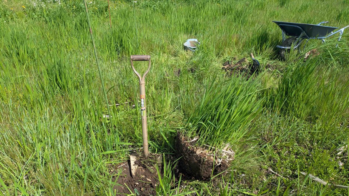 【流山市】マコモ株分け参加レポ ＆ 4/25田起こしのご案内～開拓魂のある方や未経験への挑戦者求む～
