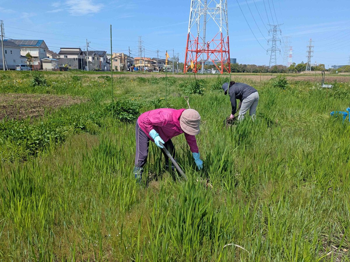 マコモの株分けの様子