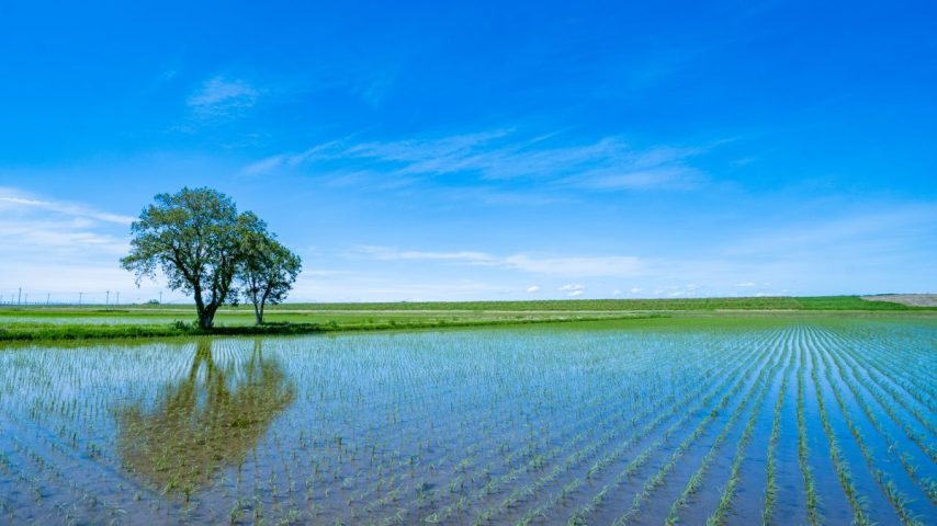【柏市】ジモト風景  〜利根川の貴婦人に逢いに行ってきた。水田リフレクション編〜