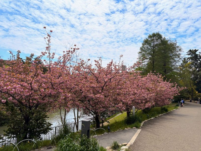 【吹田市】千里南公園の八重桜が見頃！池のほとりでカフェタイムも楽しめる春さんぽ
