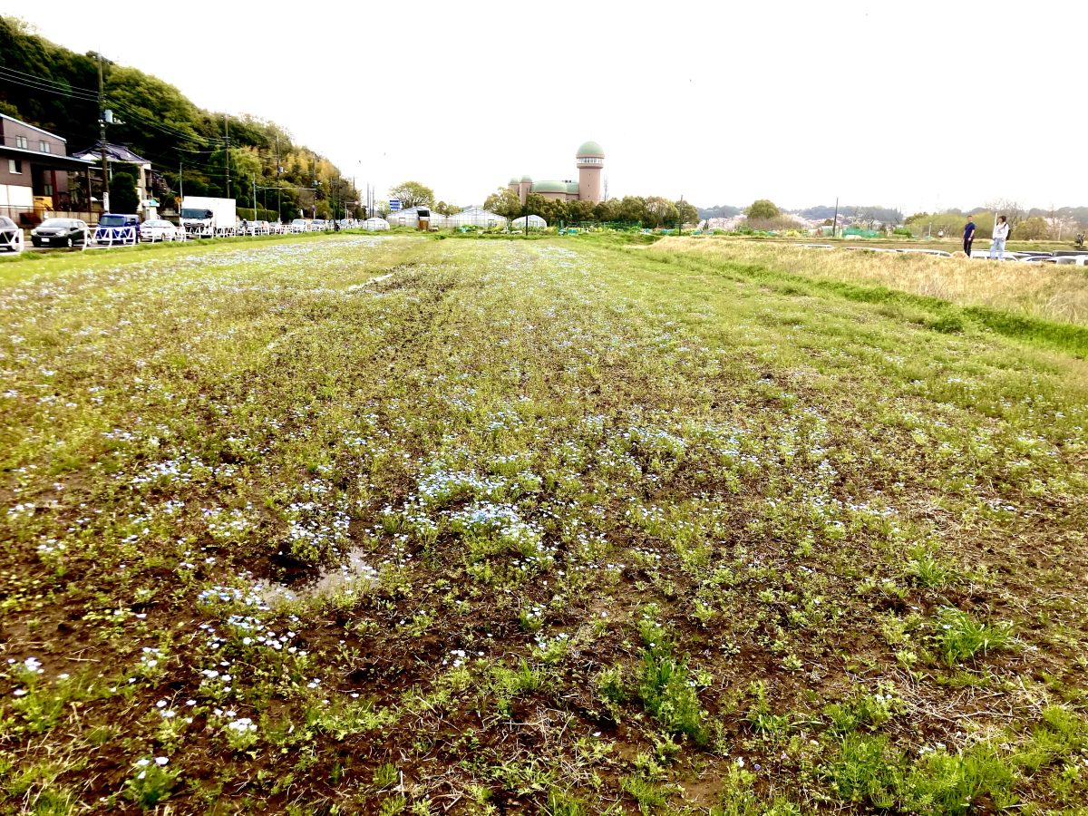 ネモフィラと手賀沼親水広場シンボルの建物