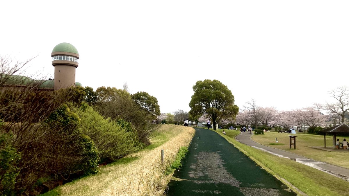 【我孫子市】手賀沼親水広場＆あびこ桜まつりに行ってきました♪