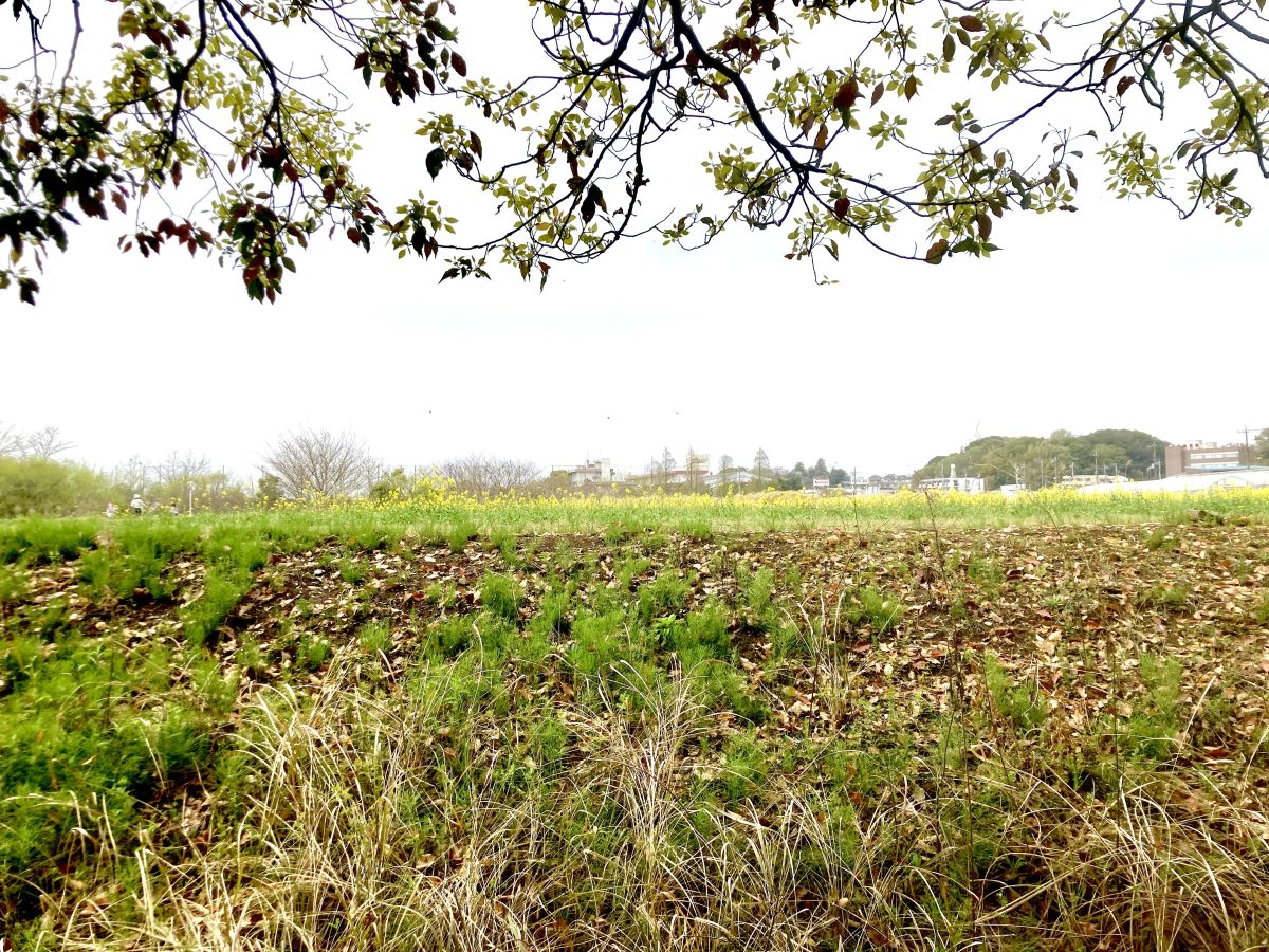 去年はこの辺りにつくしが沢山ありました