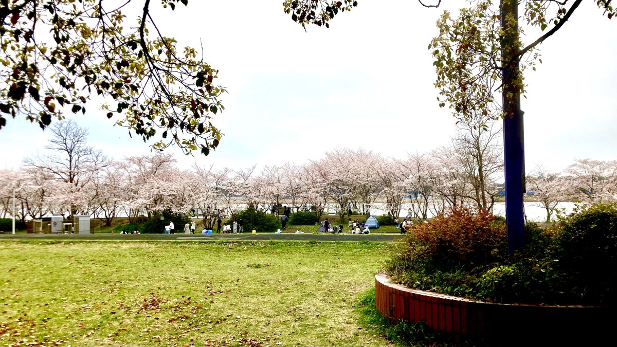 2026.4.5撮影の桜