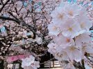 【流山市】あの桜に、また会えた春――満開に包まれた清瀧院「瀧櫻まつり」感動の一日レポート