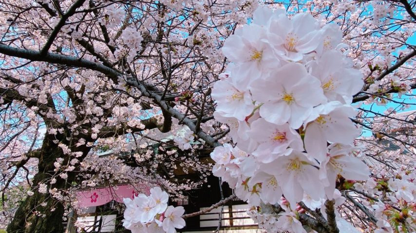 【流山市】あの桜に、また会えた春――満開に包まれた清瀧院「瀧櫻まつり」感動の一日レポート