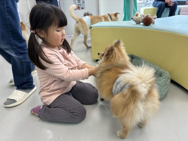 【流山市】動物好きキッズ必見！ANELLA CAFE（アネラカフェ）南流山店で犬・猫カフェ体験レポ