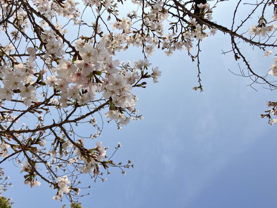 江坂公園の桜です🌸