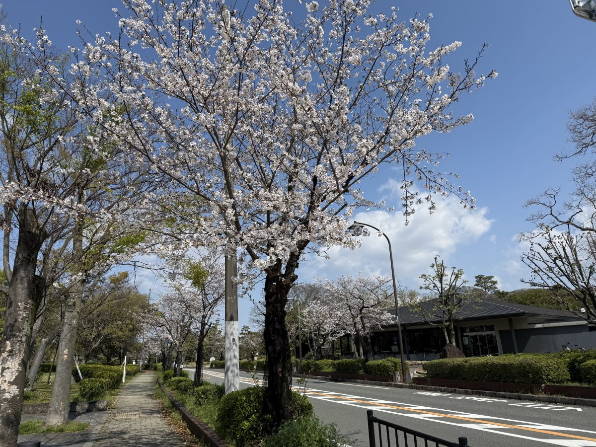 公園とビジターセンター前の桜並木も綺麗です