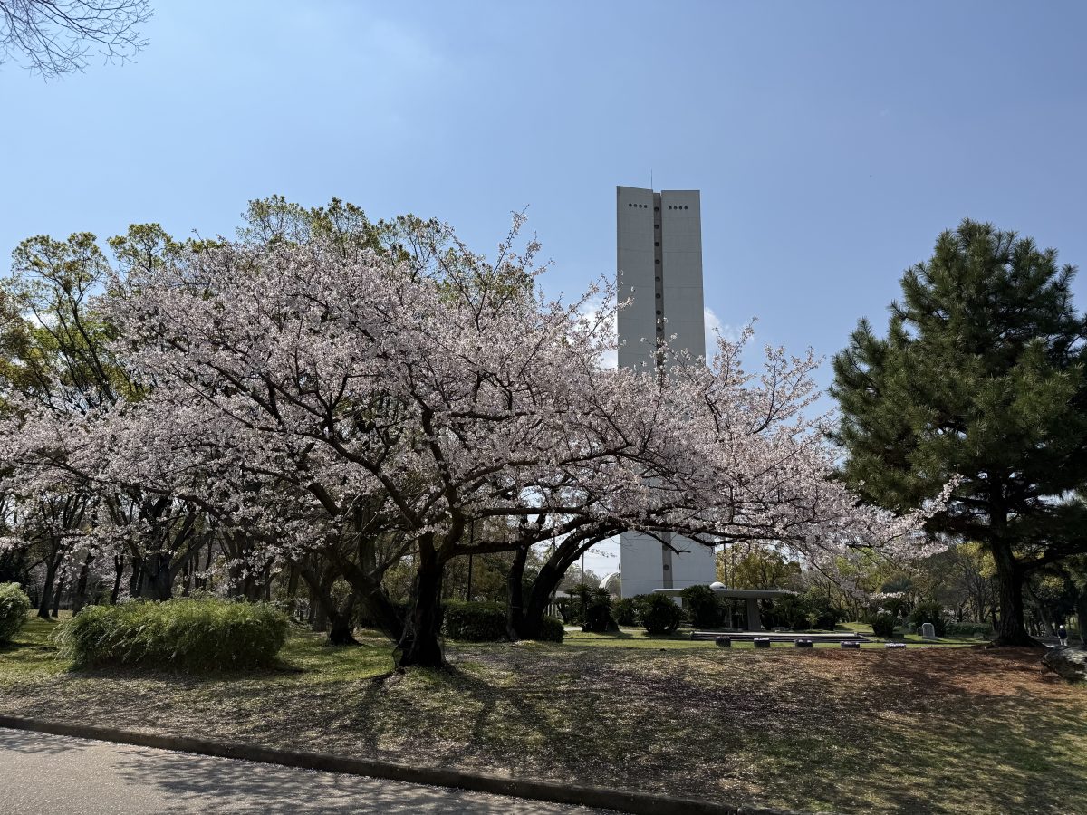 4月2日(木)撮影　平和塔前広場前