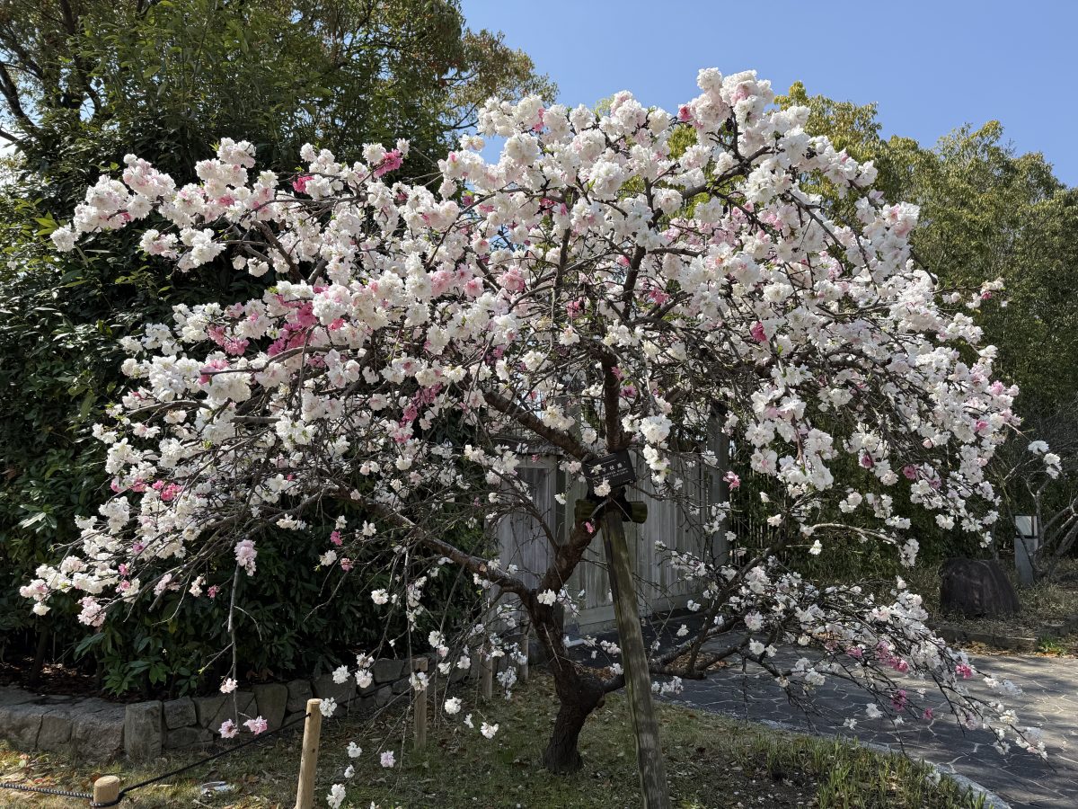 私は、この桜「源平枝垂」が1番好きだなぁ♡
