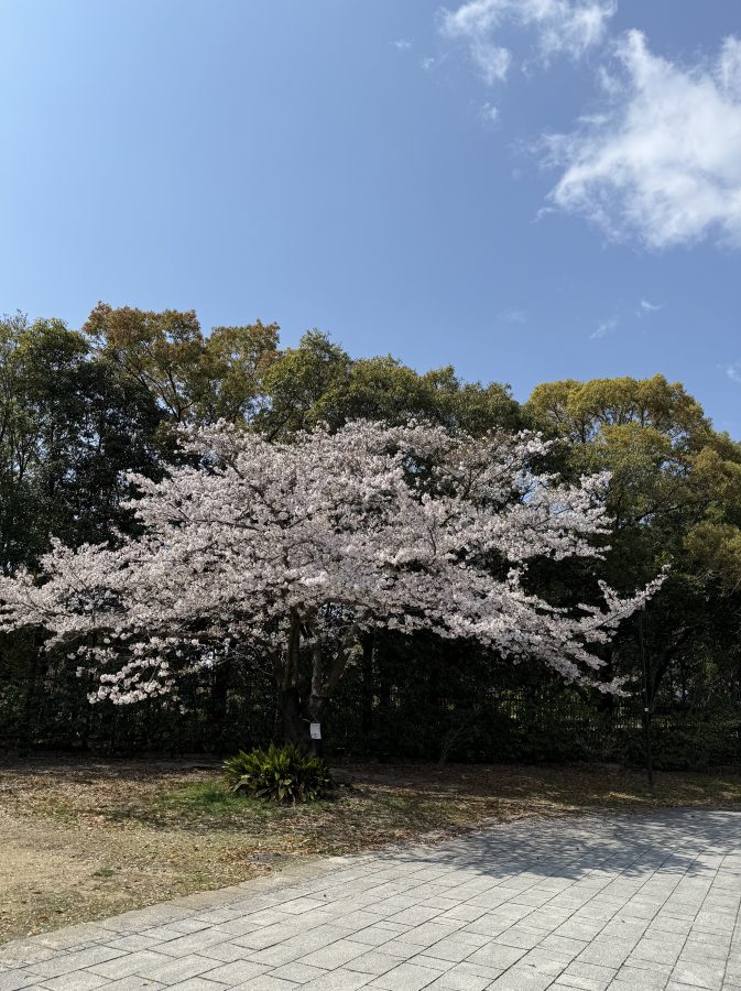 1番大きな桜かも　この辺りの桜は、これから満開を迎えます