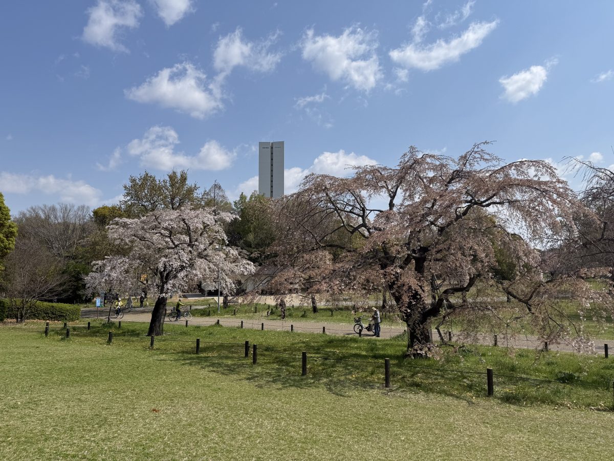 満開が過ぎた桜も　ちらほら〜