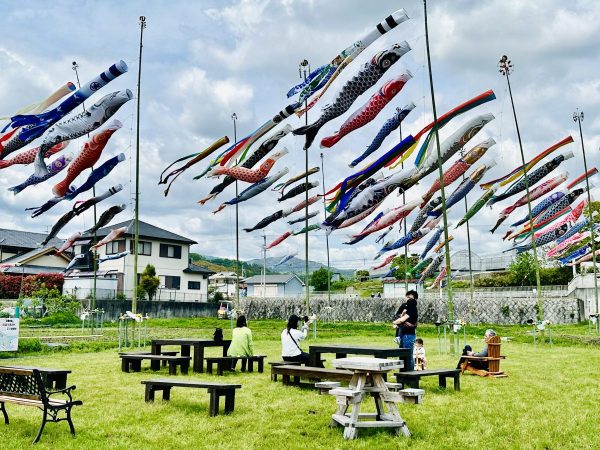 こいのぼり全景