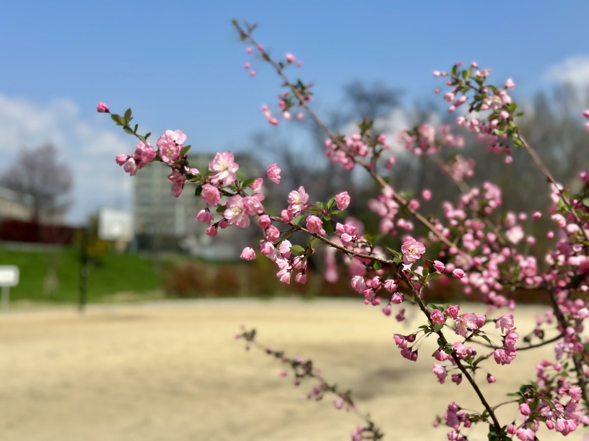 多目的広場に咲く濃いピンクの桜が美しい