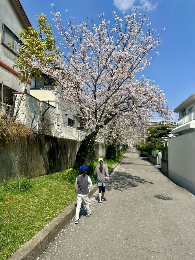 田園公園から桜の緑道を抜け三原第8公園へ