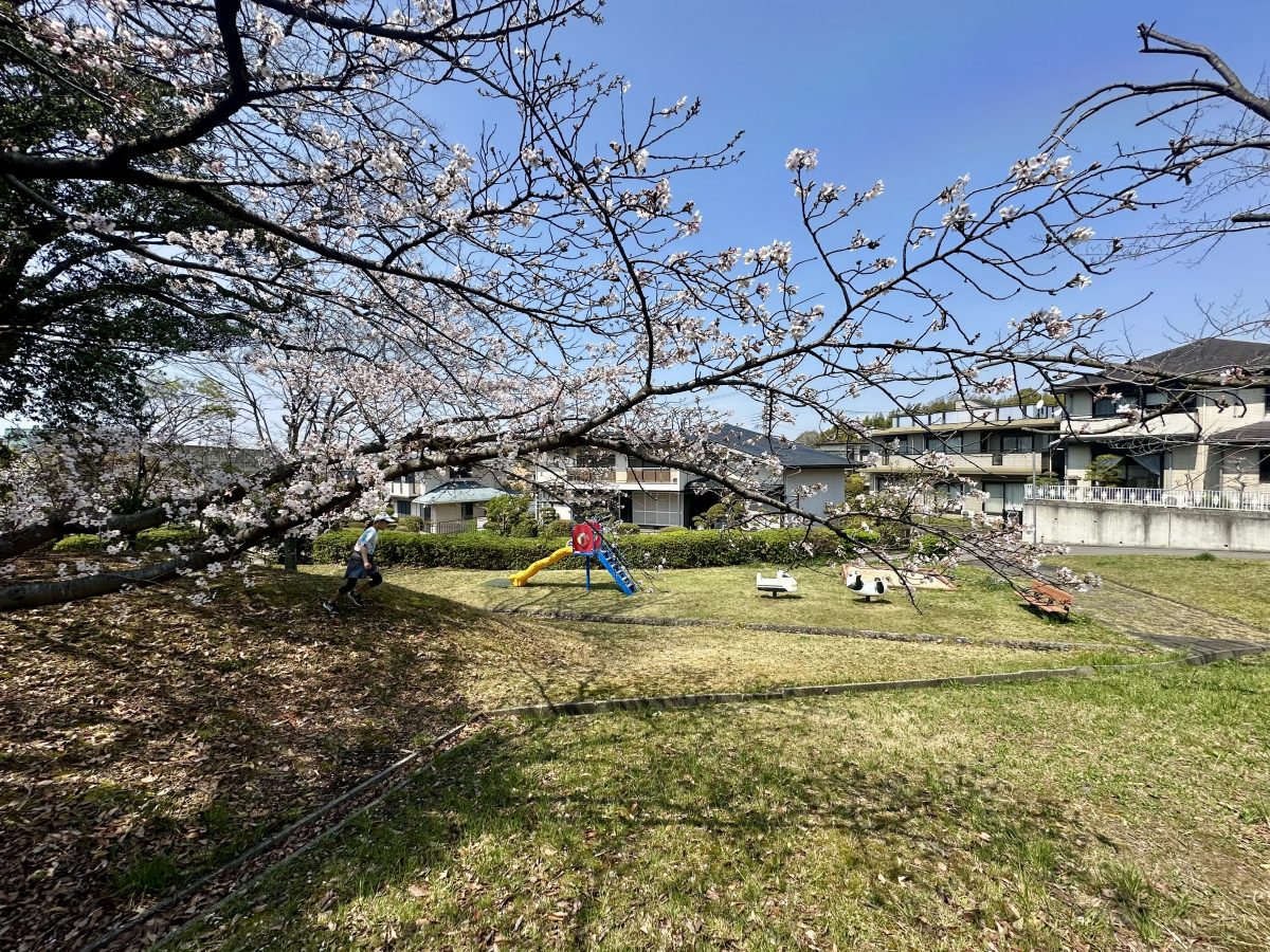 北側の桜はまだ元気に