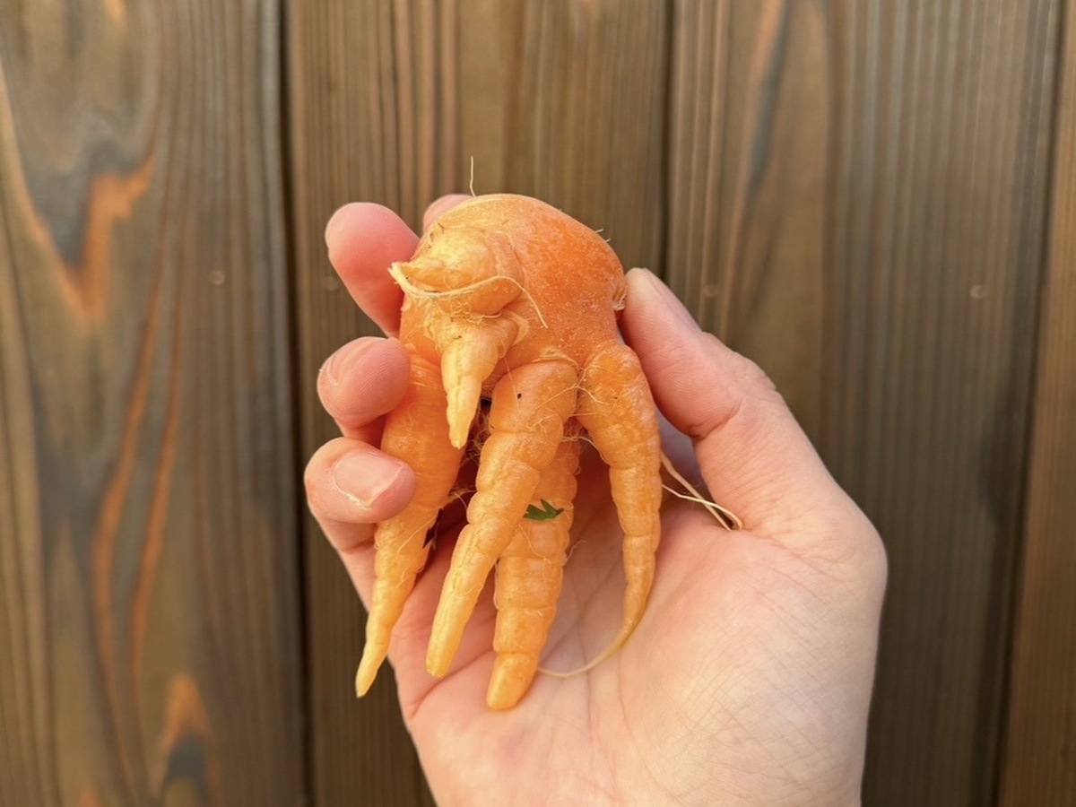 野菜もしかり いびつな形は廃棄 食品ロス削減になんとかできないか？